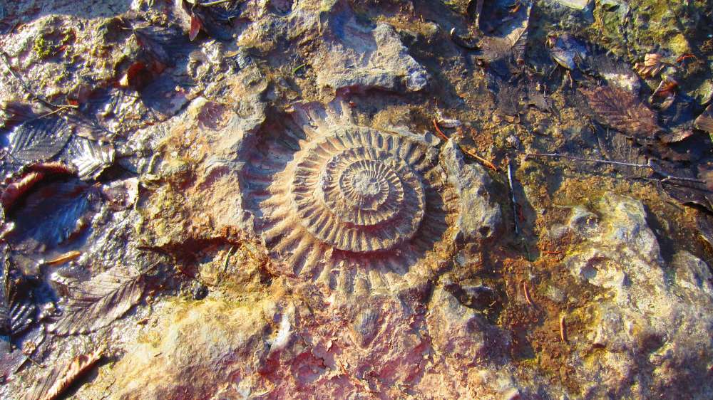 Schnecke