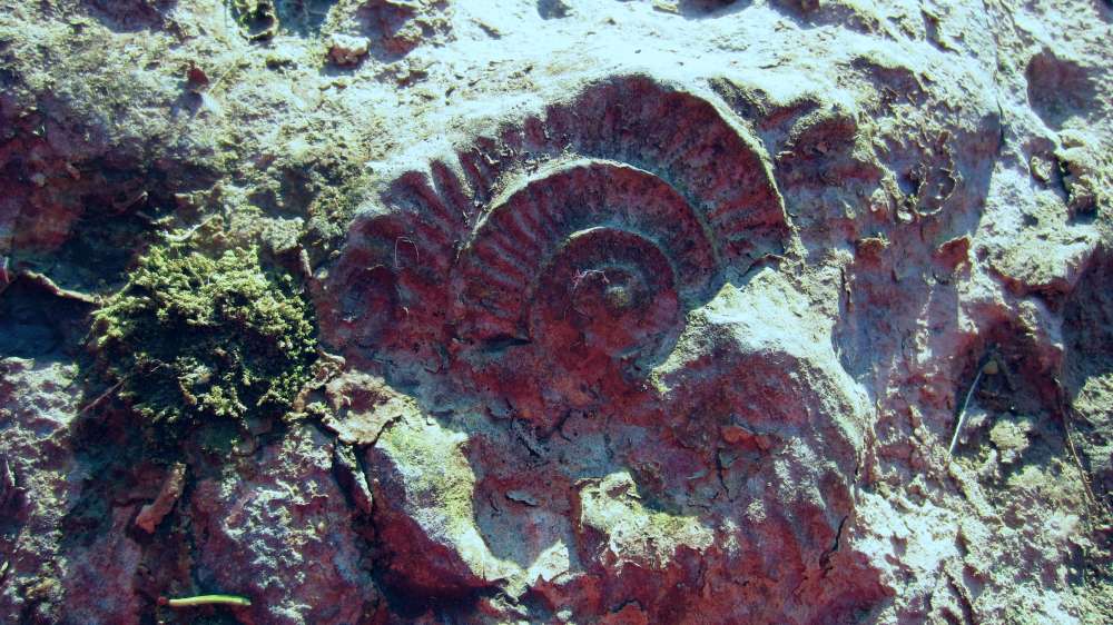 Schnecke