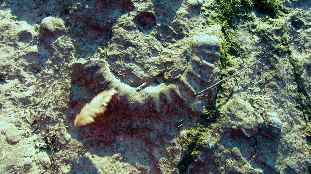 Schnecke