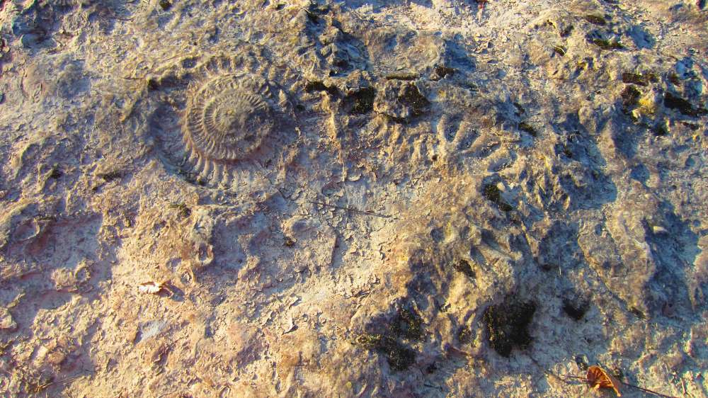 Schnecke