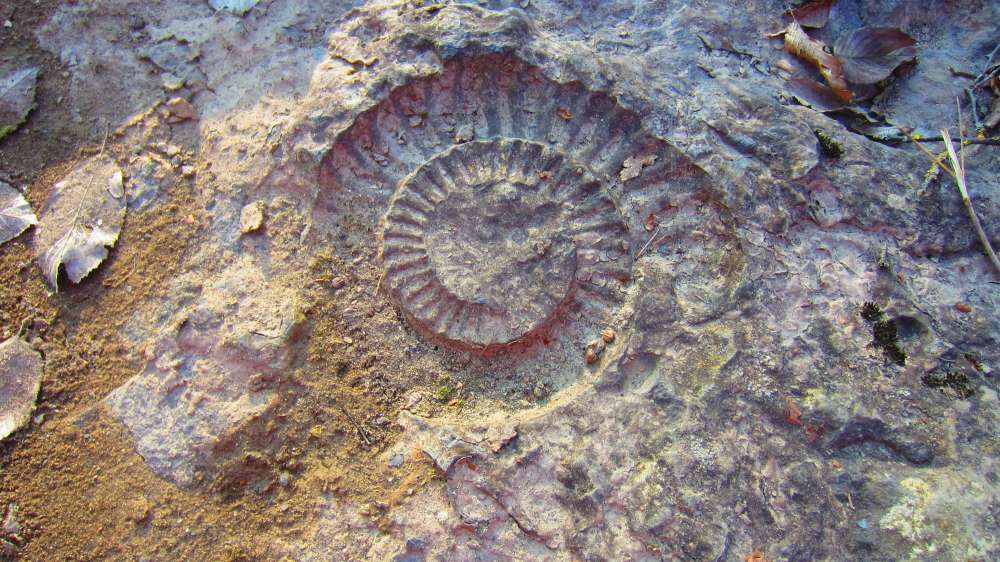 Schnecke
