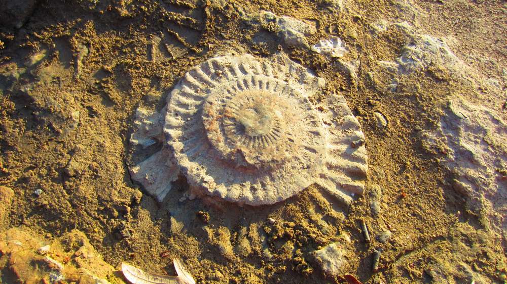 Schnecke