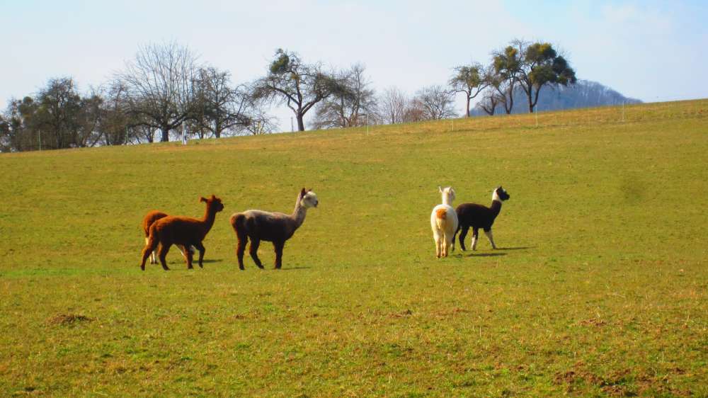 Lamas