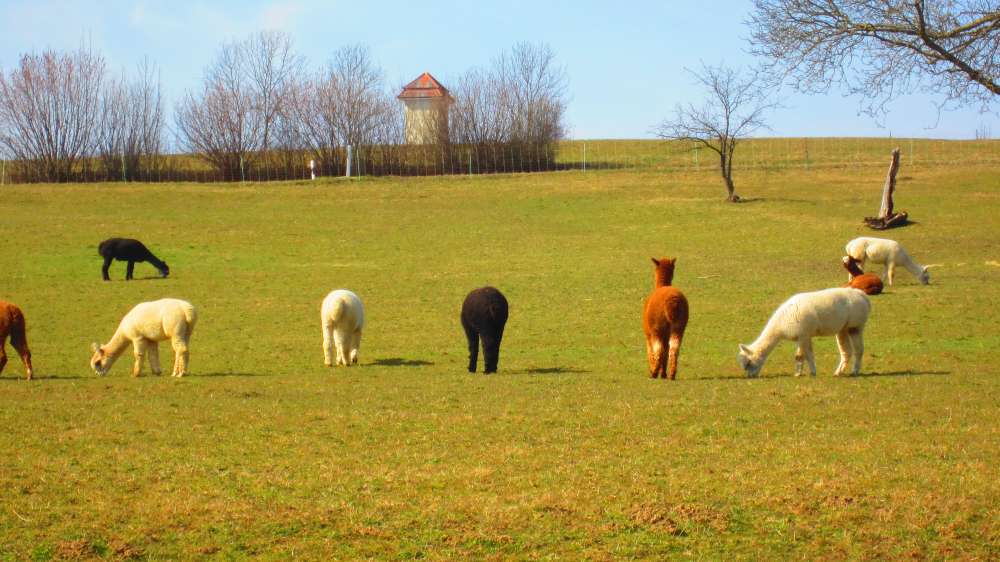 Lamas