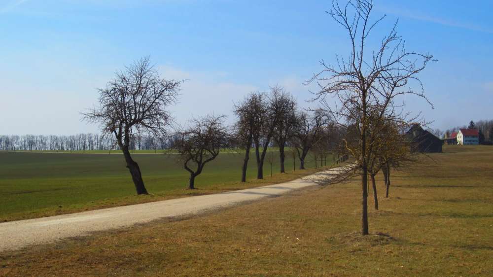 Allee