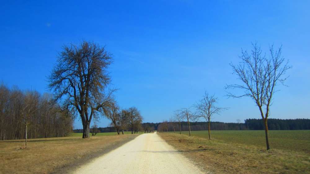 Allee