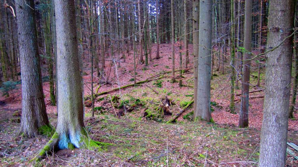 Wald
