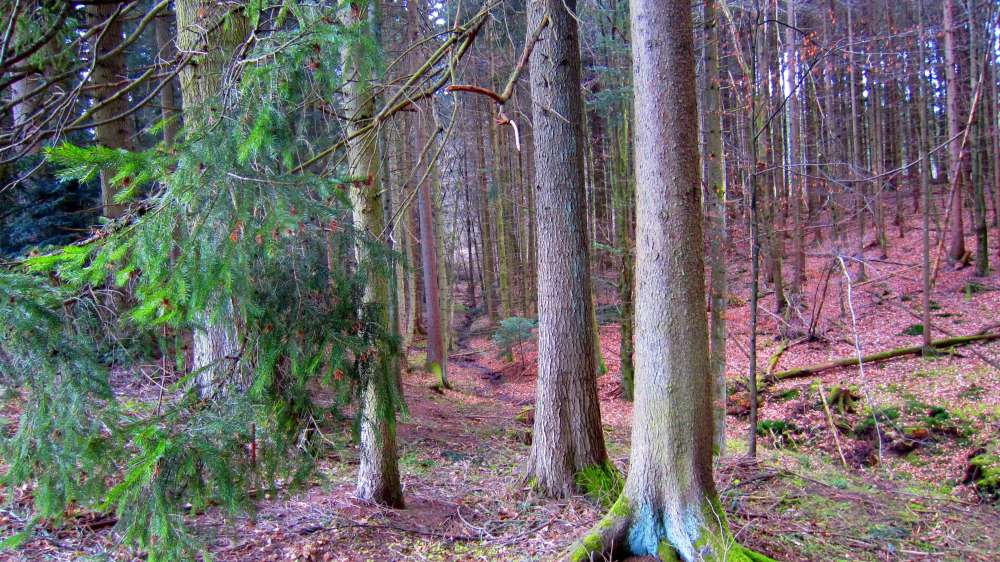 Wald