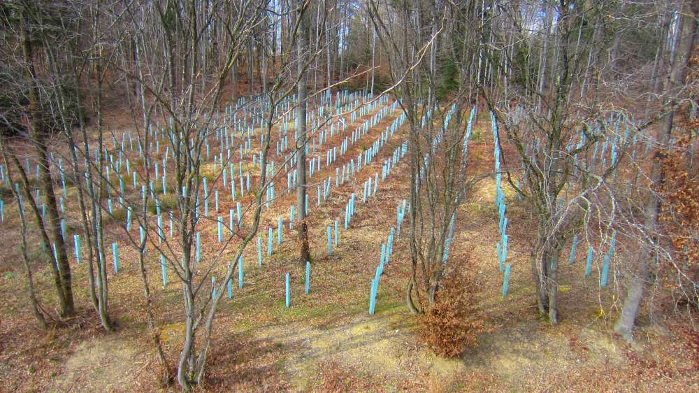 Wald