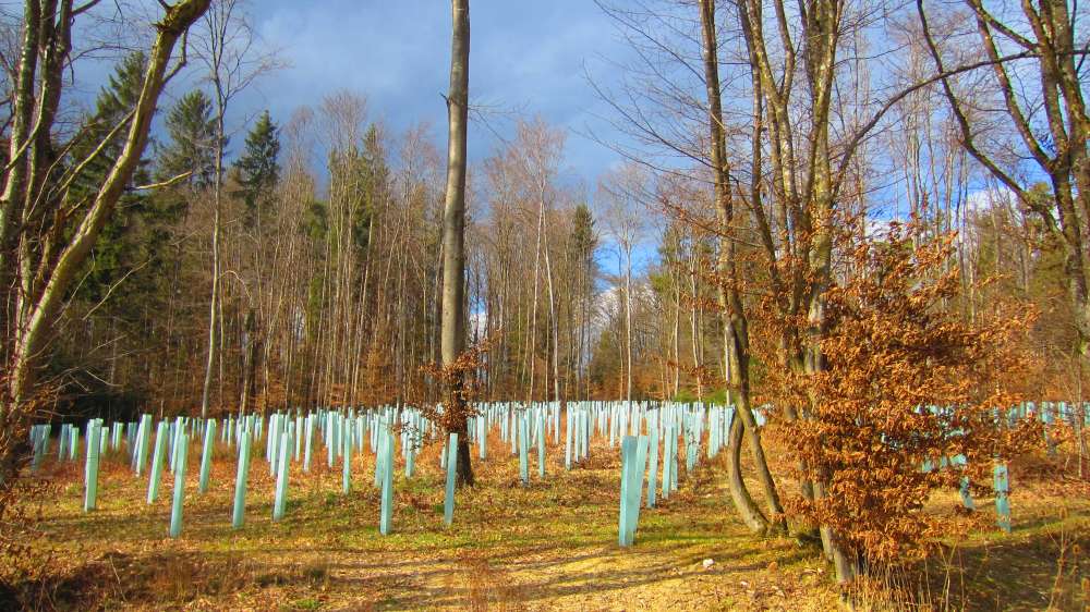 Wald