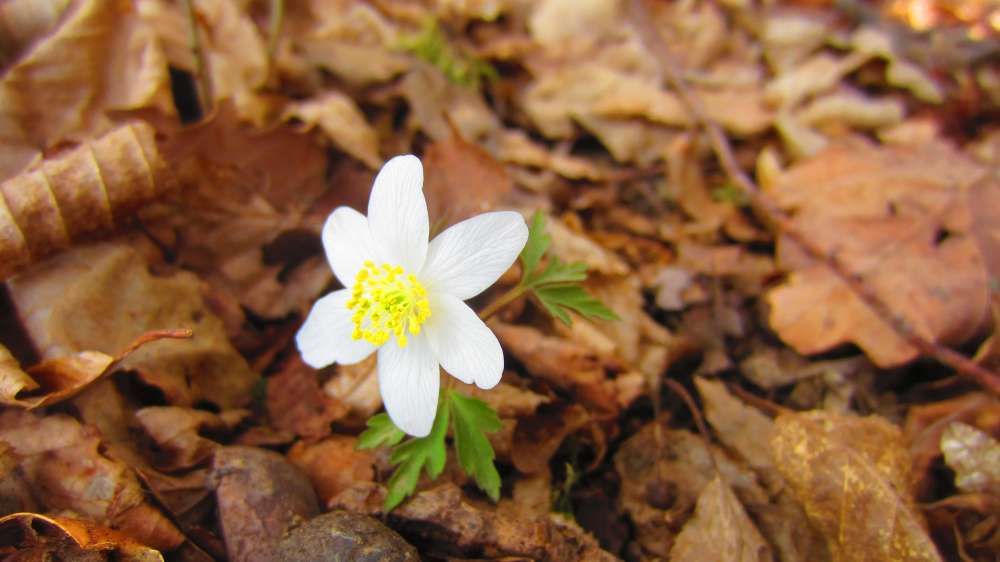 Buschwindroeschen
