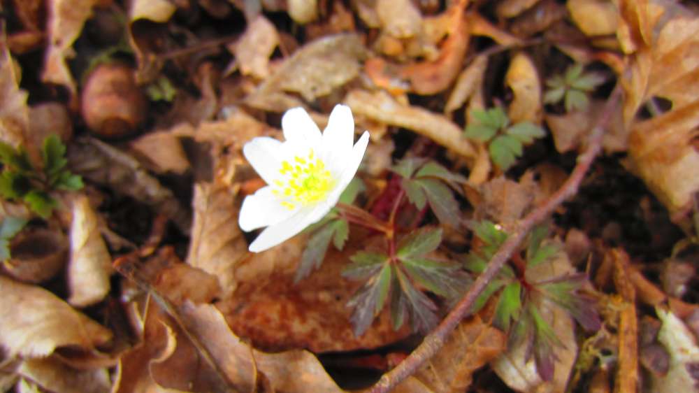 Buschwindroeschen