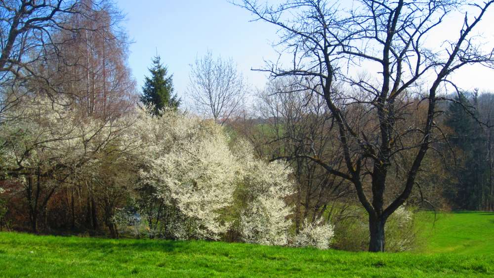Weissdorn