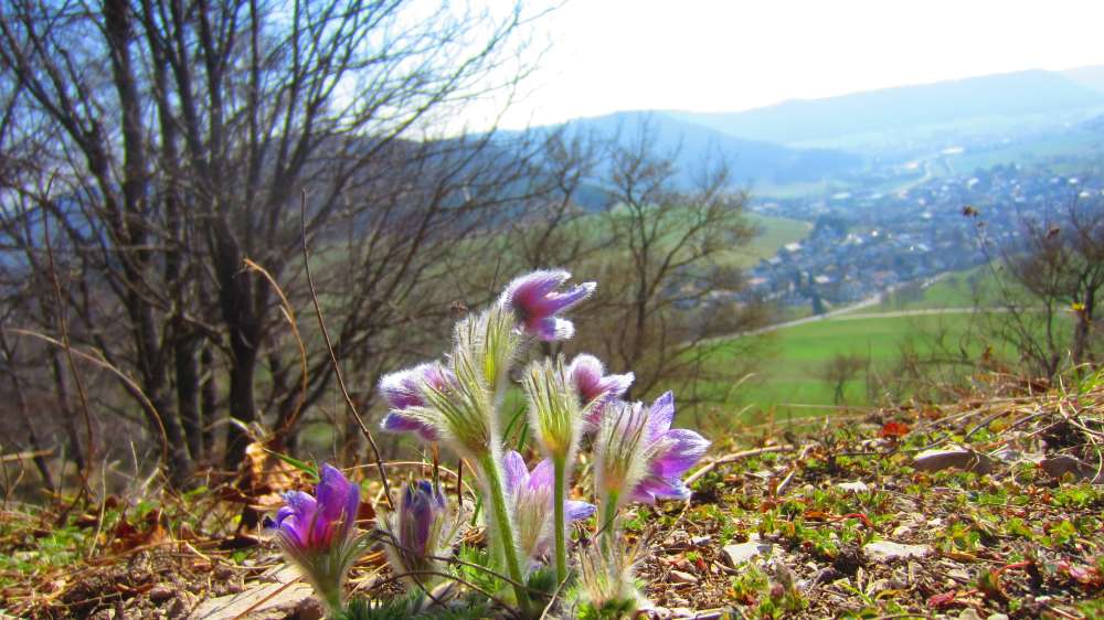 Kuechenschellen