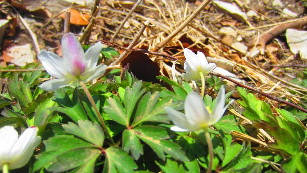 Buschwindroeschen