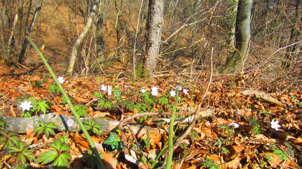 Buschwindroeschen