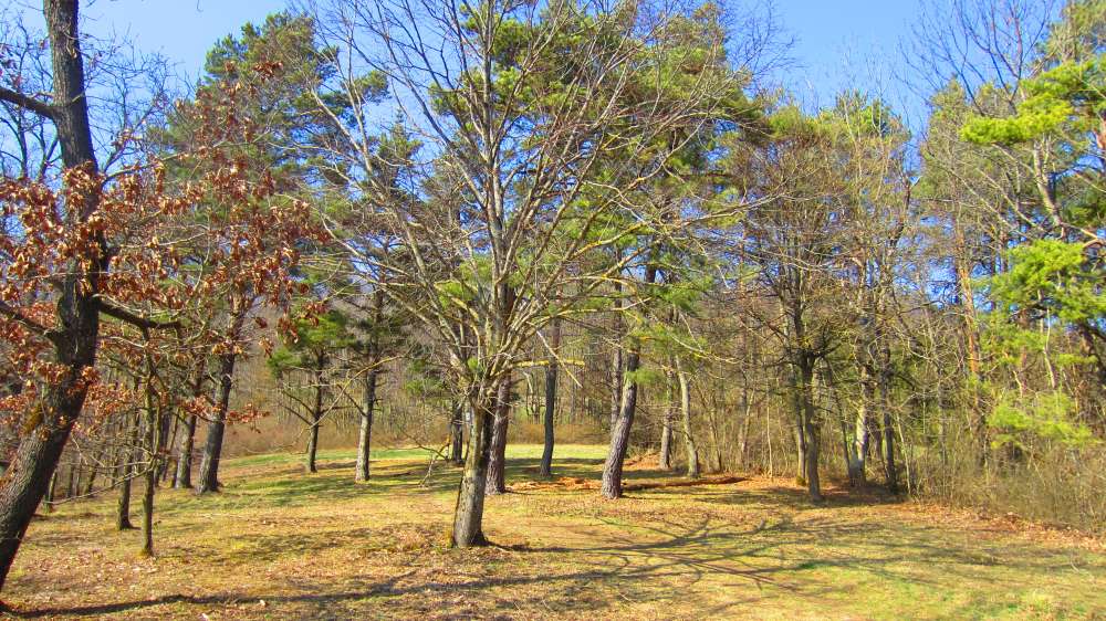 Kiefernwald
