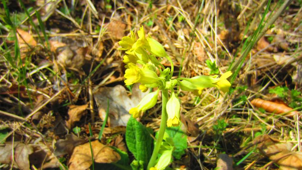 Schluesselblume