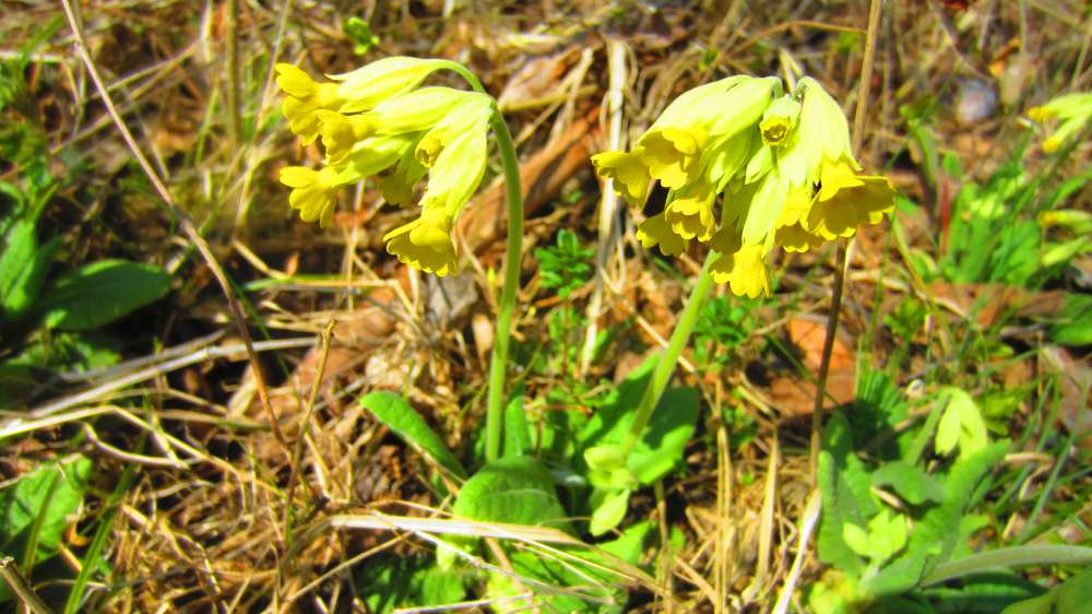 Schluesselblume