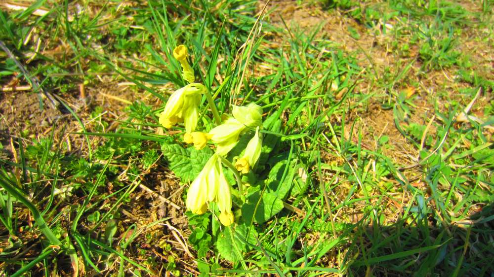 Schluesselblume