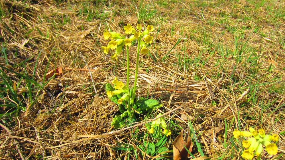 Schluesselblume