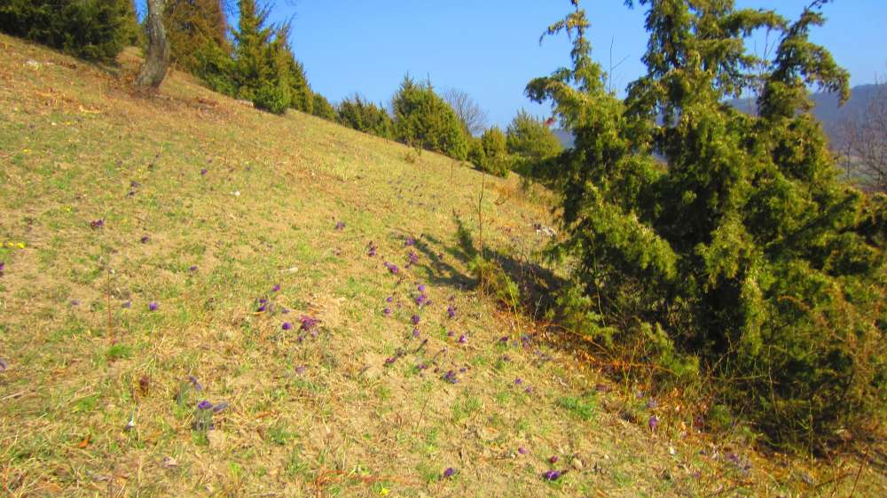 Kuechenschellen