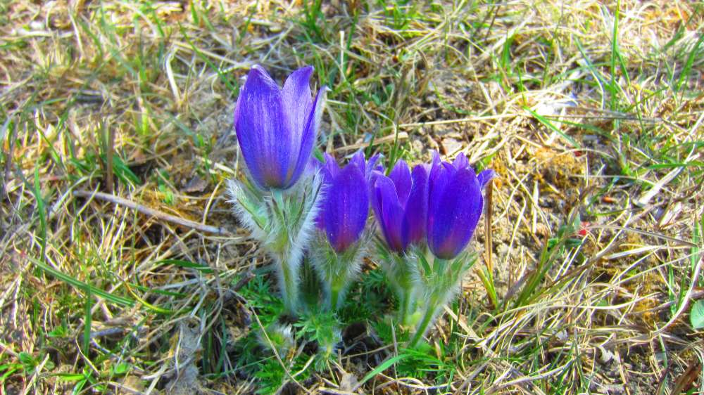 Kuechenschellen