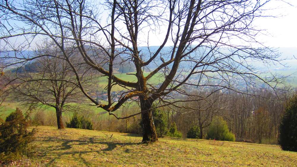 Baum