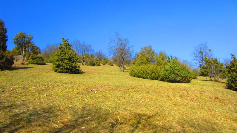 Wacholerheide