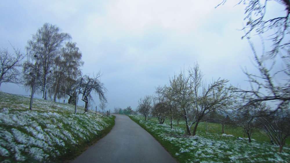Wiese