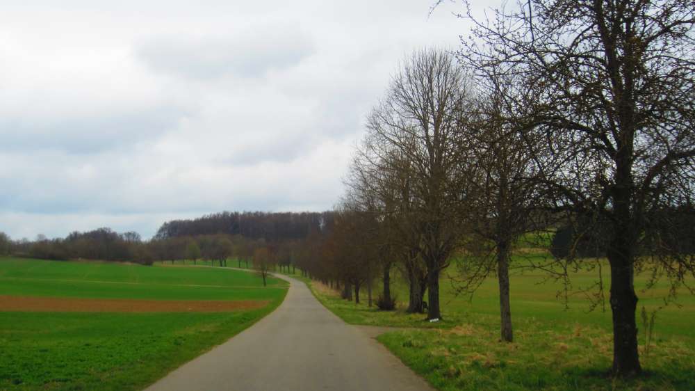 Allee