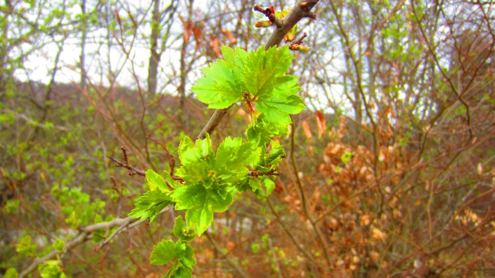 Knospen