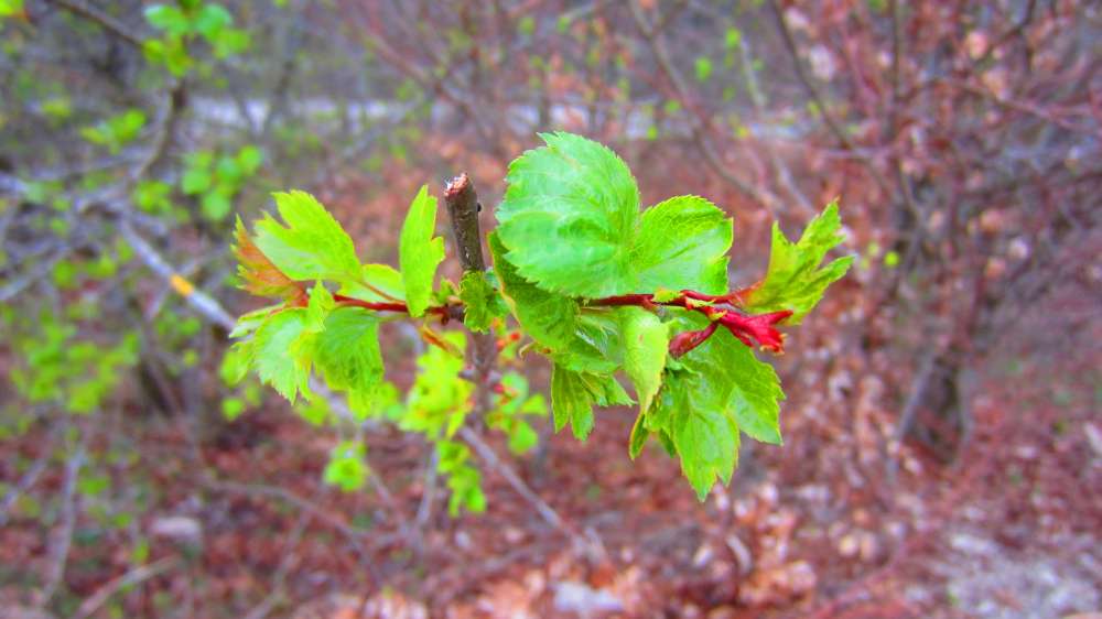 Knospen