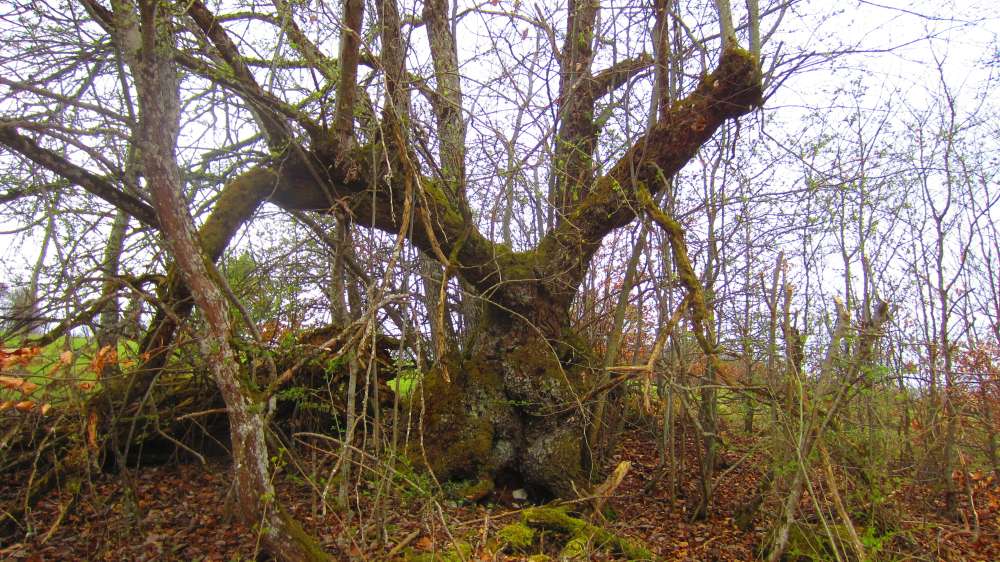 Baum