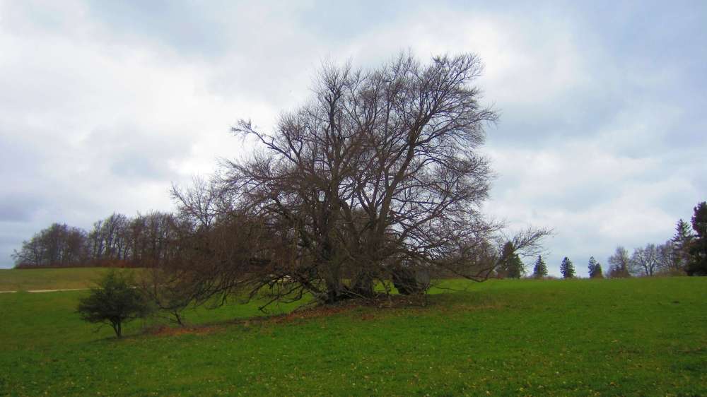 Baum