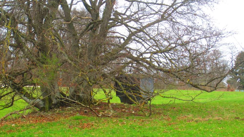 Baum