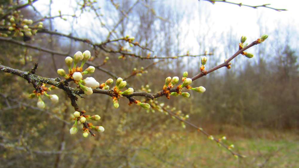 Kirschblueten