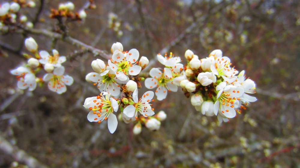 Kirschblueten