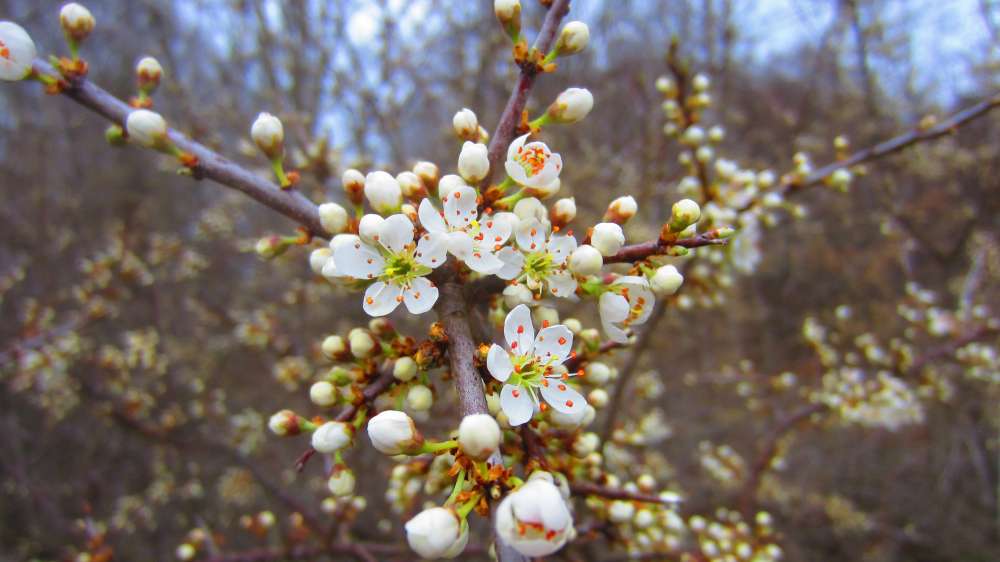Kirschblueten