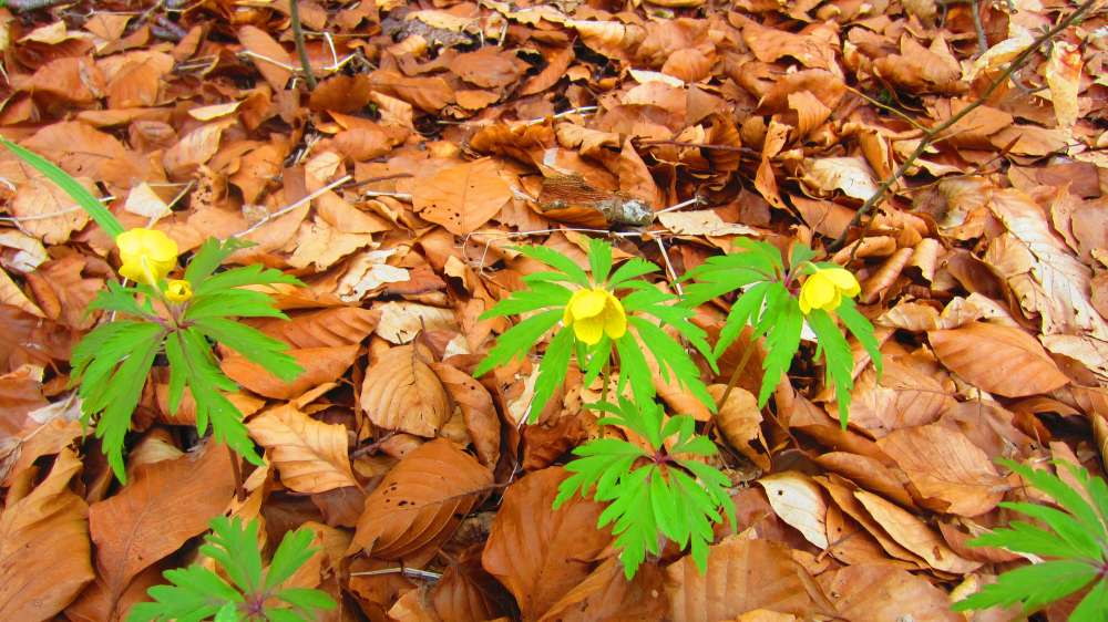 Buschwindroeschen