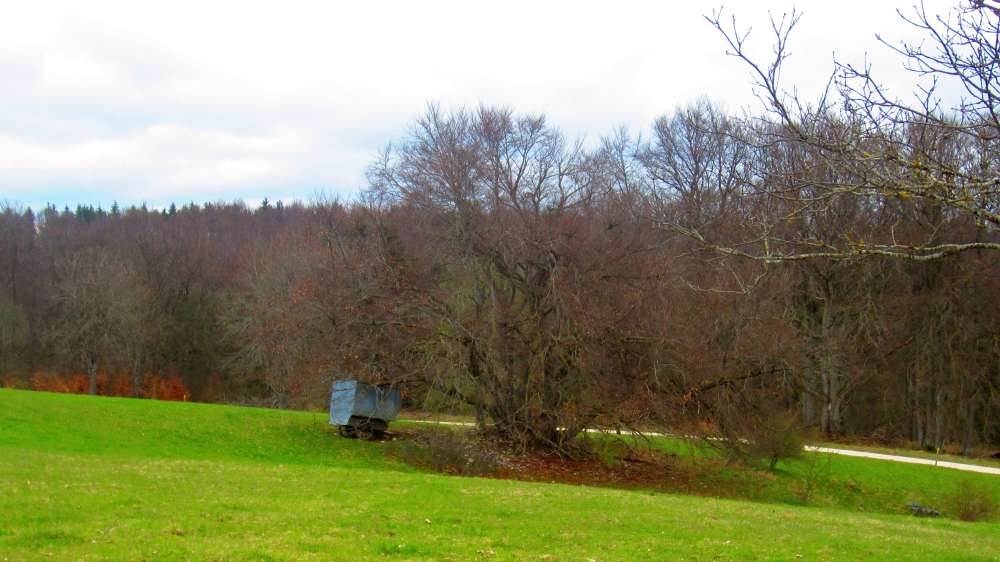Baum
