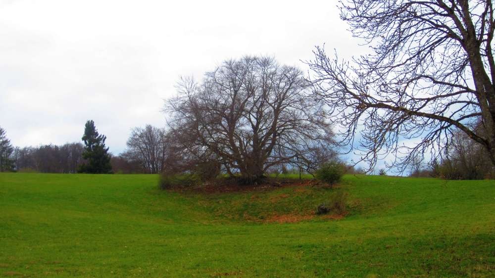 Baum