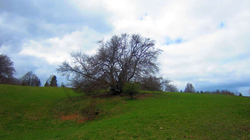 Baum