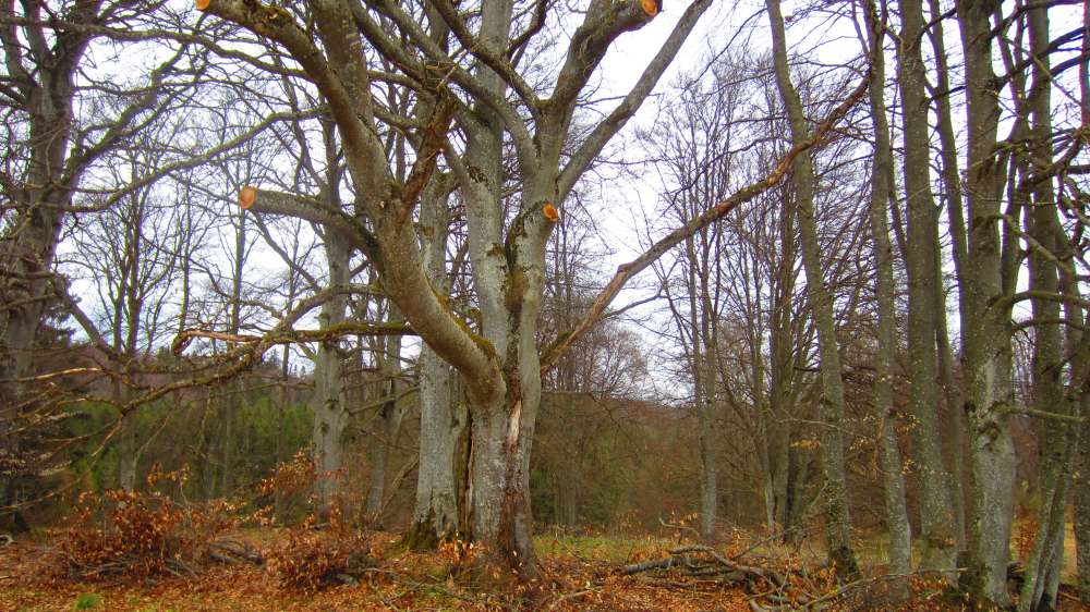 Wald