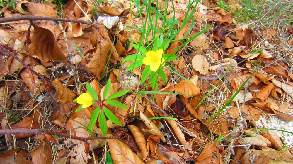 Buschwindroeschen