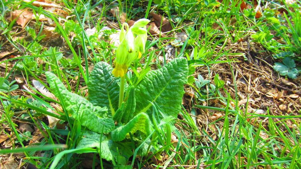 Schluesselblume