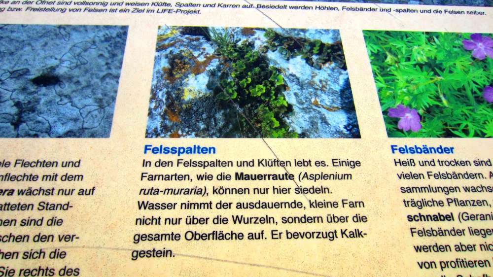 Schild
