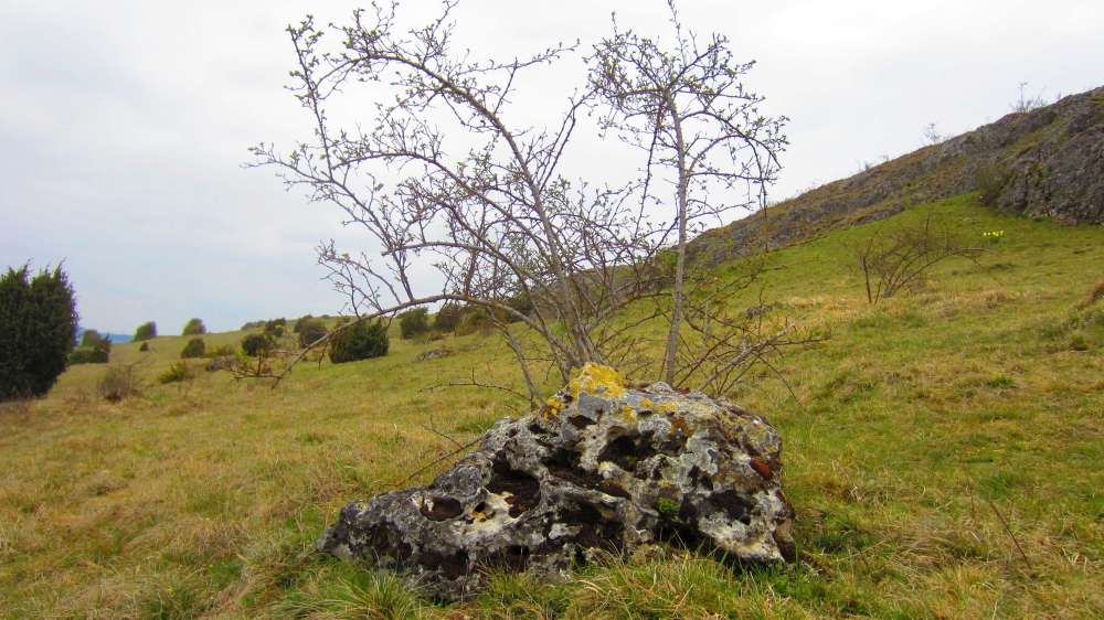 Hagebuttenstrauch