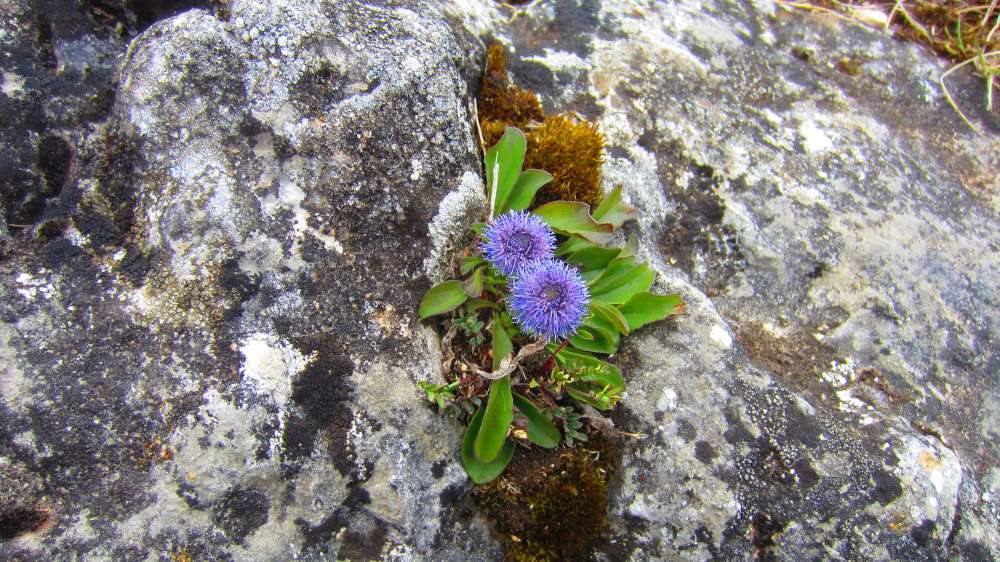 Kugelblume