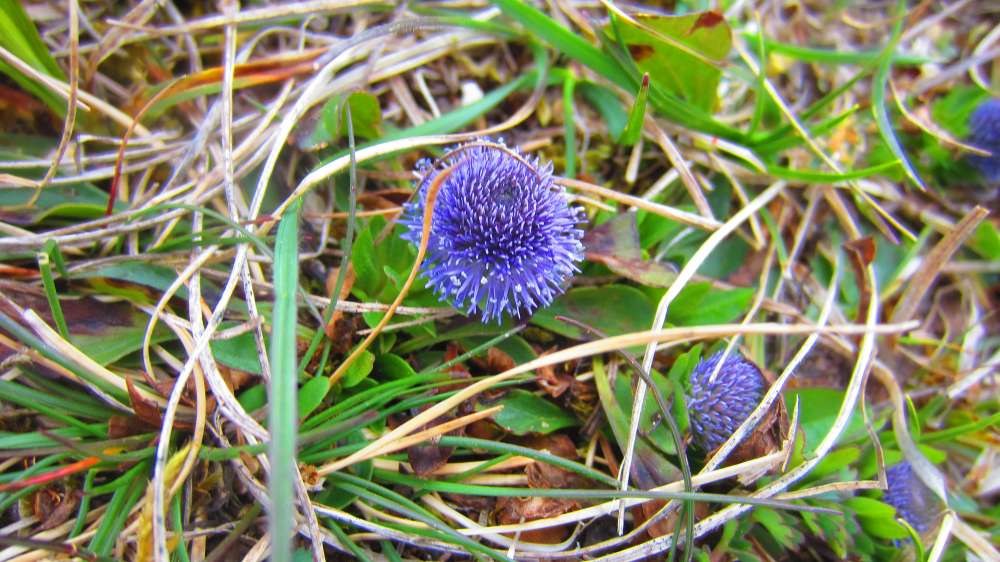 Kugelblume